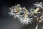 刀傷草-種子135.jpg