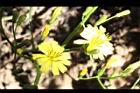 刀傷草-花06.jpg