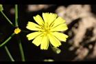 刀傷草-花08.jpg