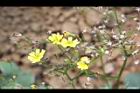 刀傷草-花21.jpg