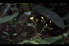 刀傷草-花序01.JPG