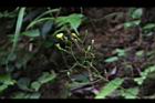刀傷草-花序06.JPG