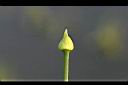 分蔥-花苞2.jpg