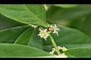 刺杜密-花1.jpg