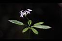 刺果豬殃殃-花06.JPG
