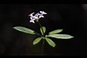 刺果豬殃殃-花07.JPG