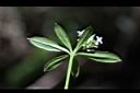 刺果豬殃殃-花10.JPG