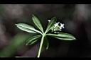 刺果豬殃殃-花11.JPG