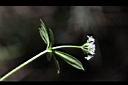 刺果豬殃殃-花14.JPG