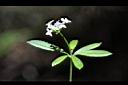 刺果豬殃殃-花22.JPG
