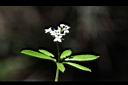 刺果豬殃殃-花24.JPG
