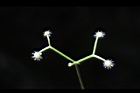 刺果豬殃殃-實11.JPG