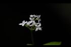 刺果豬殃殃-花03.JPG