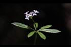 刺果豬殃殃-花04.JPG