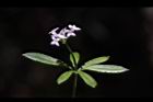 刺果豬殃殃-花05.JPG