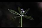 刺果豬殃殃-花08.JPG