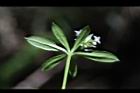 刺果豬殃殃-花09.JPG