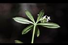 刺果豬殃殃-花12.JPG