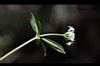 刺果豬殃殃-花13.JPG
