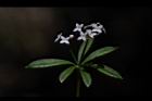 刺果豬殃殃-花15.JPG