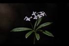 刺果豬殃殃-花16.JPG