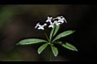 刺果豬殃殃-花17.JPG