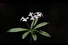 刺果豬殃殃-花18.JPG