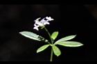 刺果豬殃殃-花19.JPG