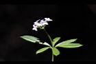刺果豬殃殃-花20.JPG