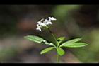 刺果豬殃殃-花21.JPG