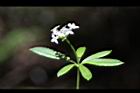 刺果豬殃殃-花23.JPG