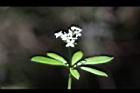 刺果豬殃殃-花25.JPG