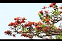 刺桐-花序06.JPG