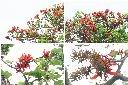 刺桐-花序1.jpg