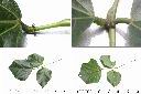 刺桐-葉1.jpg