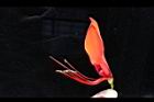刺桐-花16.JPG