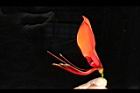 刺桐-花17.JPG