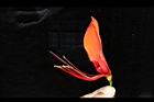 刺桐-花18.JPG