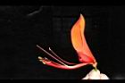 刺桐-花19.JPG