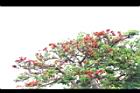 刺桐-花序00.JPG