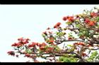 刺桐-花序07.JPG