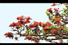 刺桐-花序13.JPG