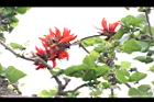 刺桐-花序17.JPG