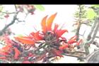 刺桐-花序26.JPG