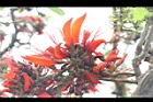 刺桐-花序27.JPG