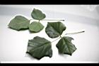 刺桐-葉01.JPG