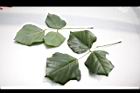 刺桐-葉02.JPG