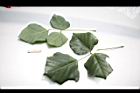 刺桐-葉03.JPG