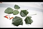 刺桐-葉05.JPG