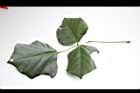 刺桐-葉正00.JPG